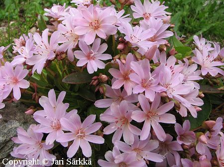 Lewisia Longipetala-Ryhm 'Little Peach' thtilevisia